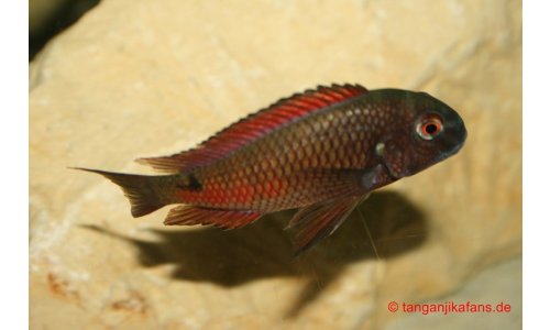 Tropheus Moorii Moliro